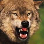 Волка сняли на видео в Усть-Каменогорске